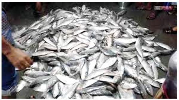 ঝালকাঠিতে ৫১ হাজার মিটার জাল ও ২৫ কেজি ইলিশ জব্দ