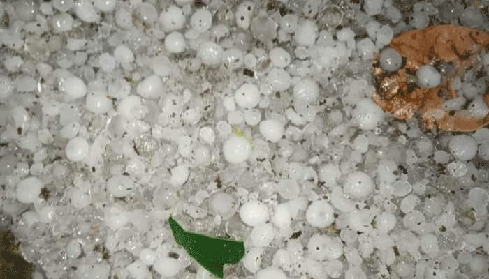 চাঁপাইনবাবগঞ্জে শিলাবৃষ্টি হয়েছে তুষারের মতো