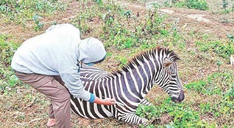 সাফারি পার্কের জেব্রাগুলো হত্যা করে, লুকানো হয় বাঘের মৃত্যুর খবরও!