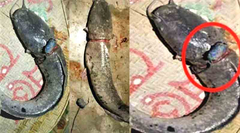 মাছের গলায় তাবিজ, দেখতে উৎসুক জনতার ভিড়