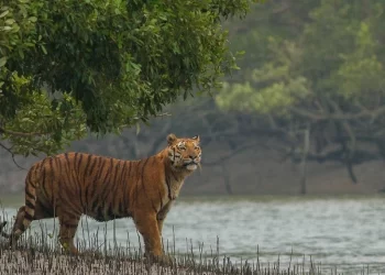সুন্দরবনে স্ত্রীর চোখের সামনে জঙ্গলে স্বামীকে টেনে নিয়ে গেল বাঘ
