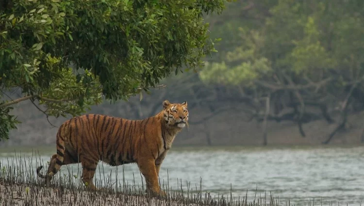 সুন্দরবনে স্ত্রীর চোখের সামনে জঙ্গলে স্বামীকে টেনে নিয়ে গেল বাঘ
