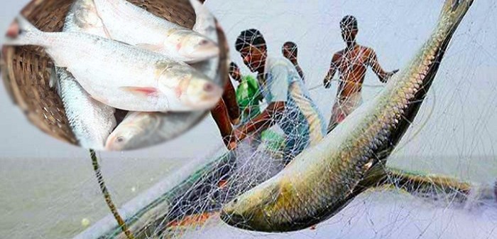 সারাদেশে ২২ দিনের ইলিশ ধরা নিষিদ্ধ