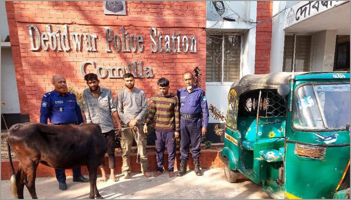 জুয়ার টাকা জোগাতে চুরি করলো শ্বশুরবাড়ির গরু