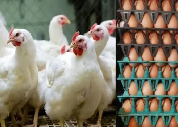 ব্রয়লার ডিমের দাম কমলেও বেড়েছে মুরগির দাম