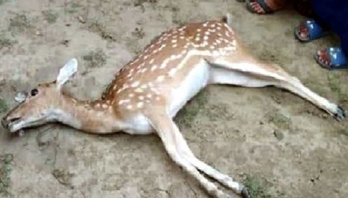 বরগুনার পাথরঘাটায় মৃত হরিণ উদ্ধার