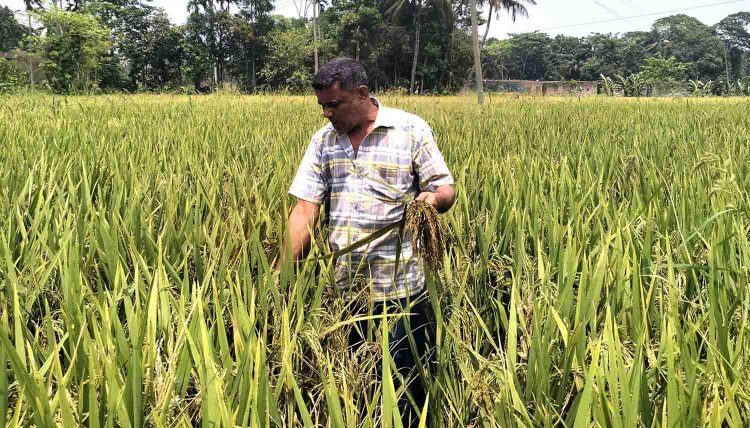 আধাপাকা বোরো ধানে ব্লাষ্টের আক্রমন