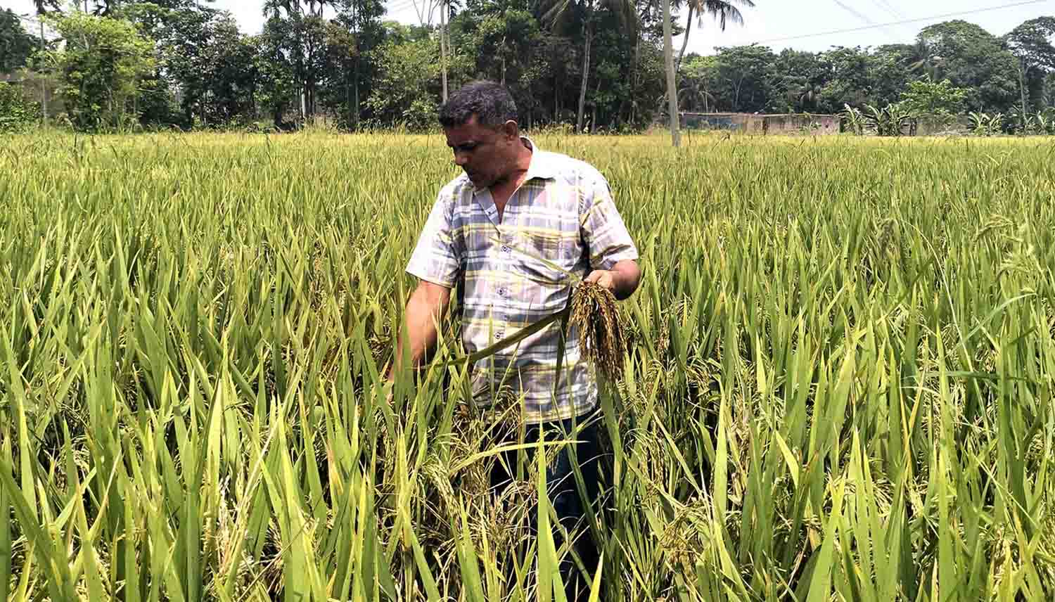 আধাপাকা বোরো ধানে ব্লাষ্টের আক্রমন
