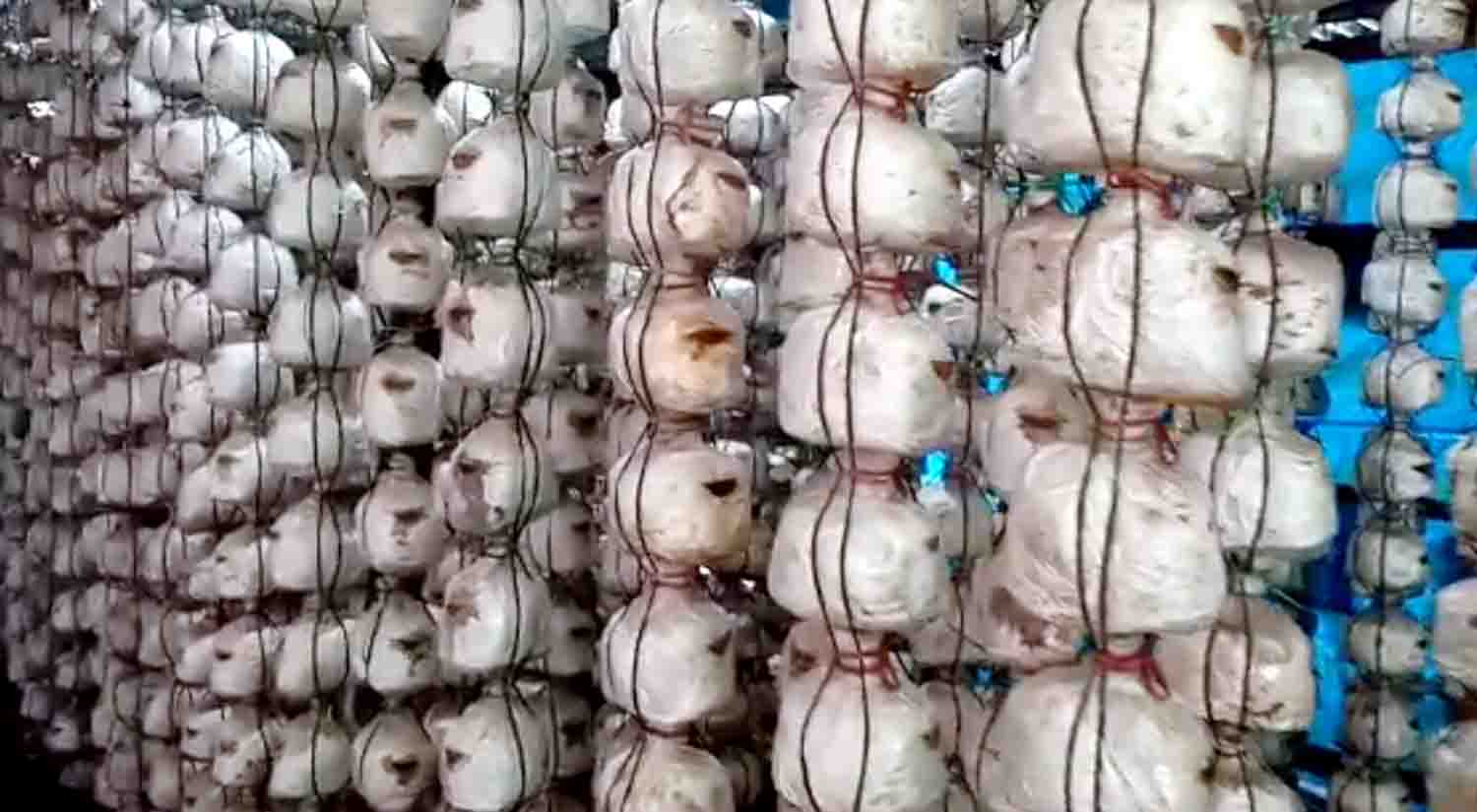 বরিশালে মাশরুম চাষে চার বন্ধুর সফলতা