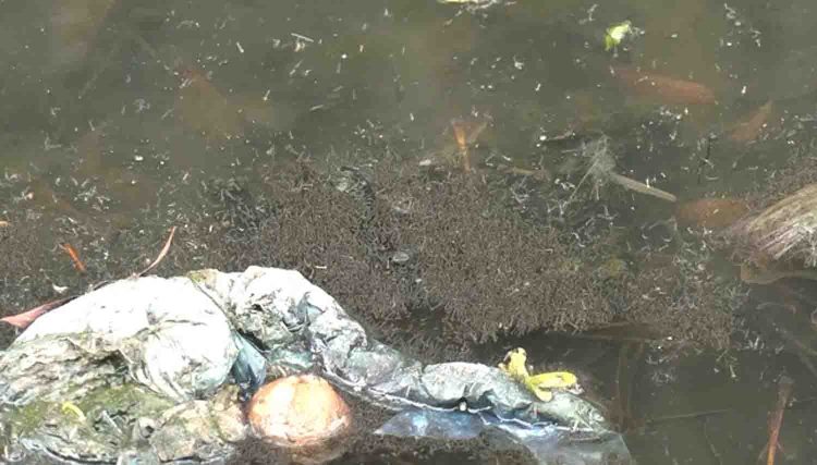 বরিশালে মশার উপদ্রবে অতিষ্ঠ নগরবাসী