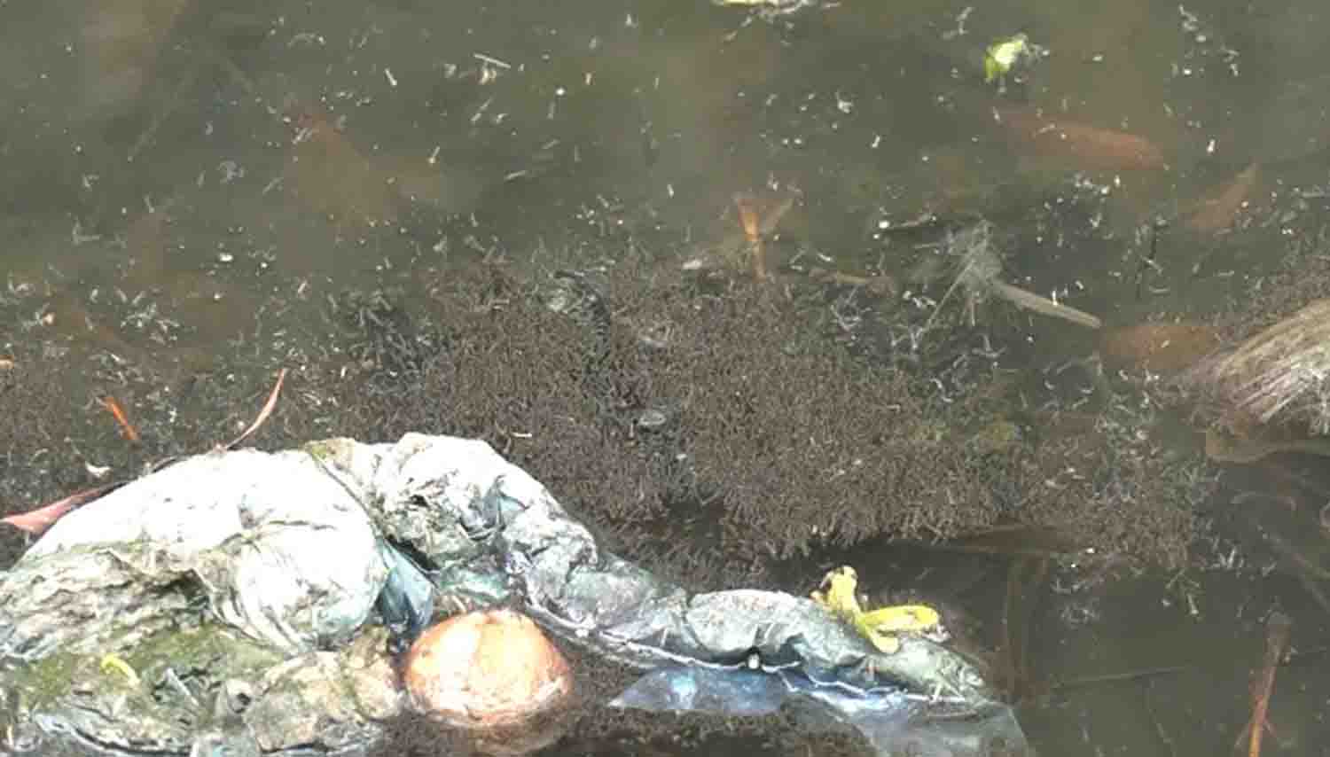 বরিশালে মশার উপদ্রবে অতিষ্ঠ নগরবাসী