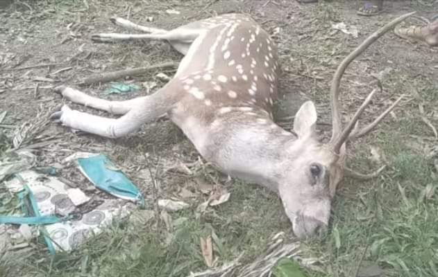 কুকুরের কামর খেয়ে নদীতে ঝাপ, তারপরও হয়নি শেষ রক্ষা।