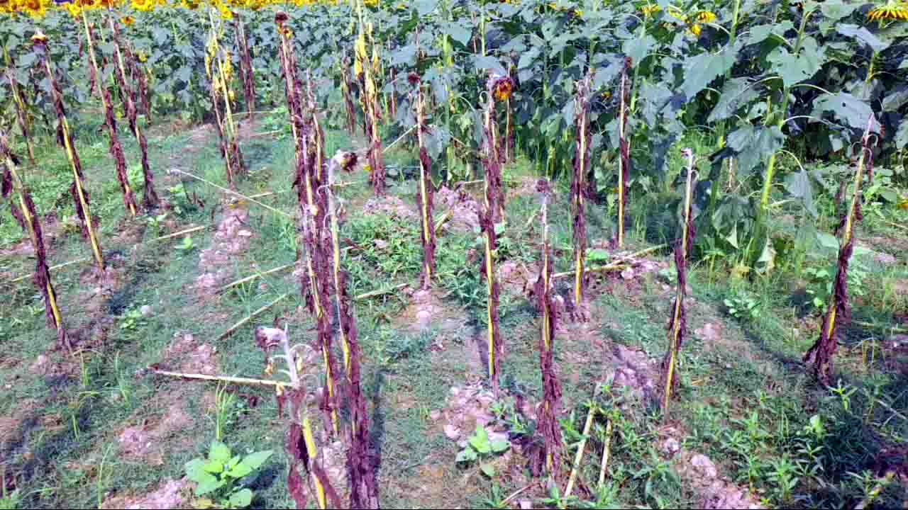 ঝালকাঠিতে সূর্যমুখী ক্ষেতে লবন দিয়ে গাছ মেরে ফেলেছে দুর্বৃত্তরা