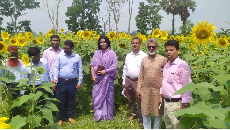 ঝালকাঠিতে সূর্যমুখী চাষের উপর মাঠ দিবস ও মতবিনিময় সভা অনুষ্ঠিত