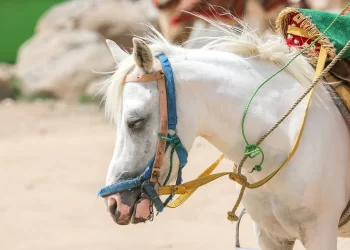 শবে কদর উপলক্ষে গরুর বদলে করা হয় ঘোড়া জবাই
