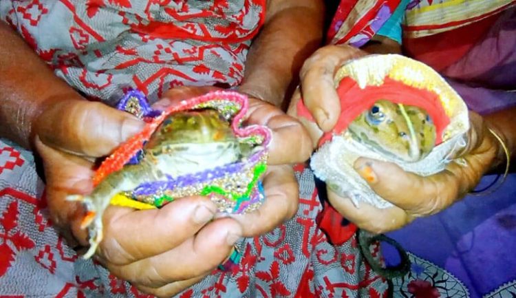 ব্যাঙের বিয়েতে ৯ লাখ ৯৯৯৯ টাকা মোহরানা!