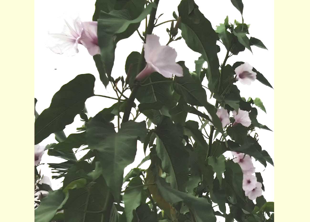 কদর হীন ফুল সৌন্দর্য কম নয়।