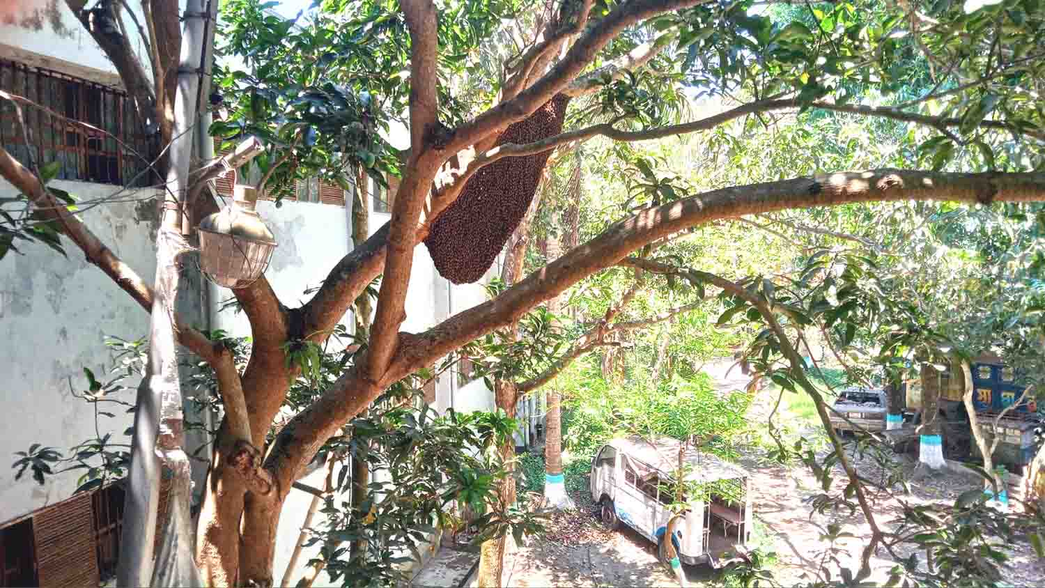 ঝালকাঠিতে নিরাপদে বেড়ে উঠেছে মৌচাকটি