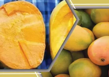 কৃত্রিমভাবে পাকানো আম খেলে হতে পারে যে সমস্যা