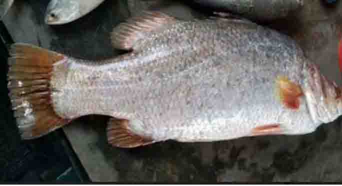 বরগুনায় ১৬ কেজি কোরাল বিক্রি হল পনের হাজার টাকা
