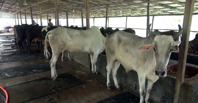 ঝালকাঠিতে ১৬১৮ খামারে দেশীয় পদ্ধতিতে পালিত ২২ হাজার পশু কোরবানির জন্য প্রস্তুত