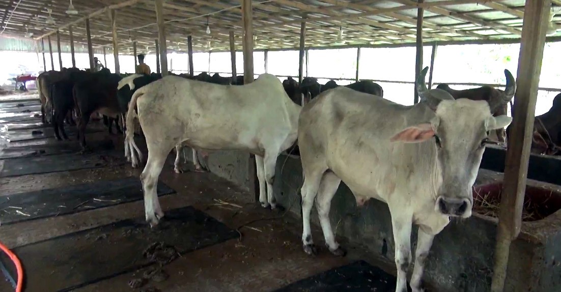 ঝালকাঠিতে ১৬১৮ খামারে দেশীয় পদ্ধতিতে পালিত ২২ হাজার পশু কোরবানির জন্য প্রস্তুত