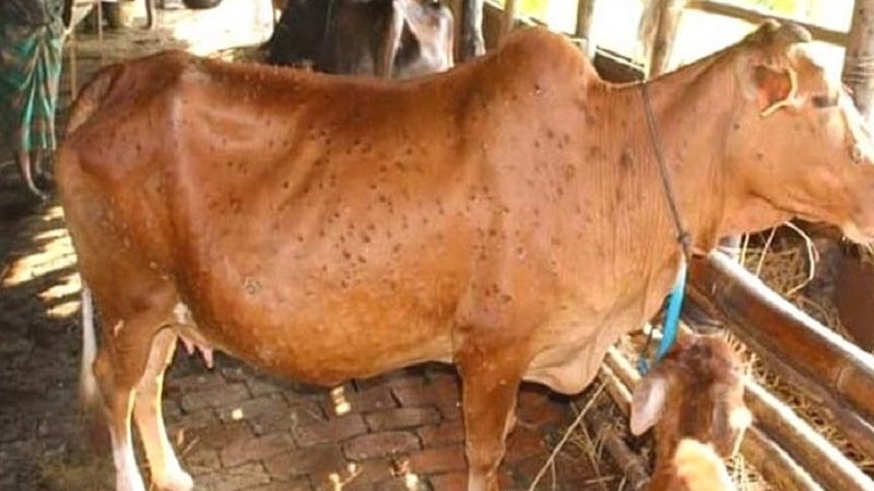 বরগুনায় ছড়িয়ে পড়েছে গরুর লাম্পি স্কিন ডিজি, বিপাকে খামারীরা
