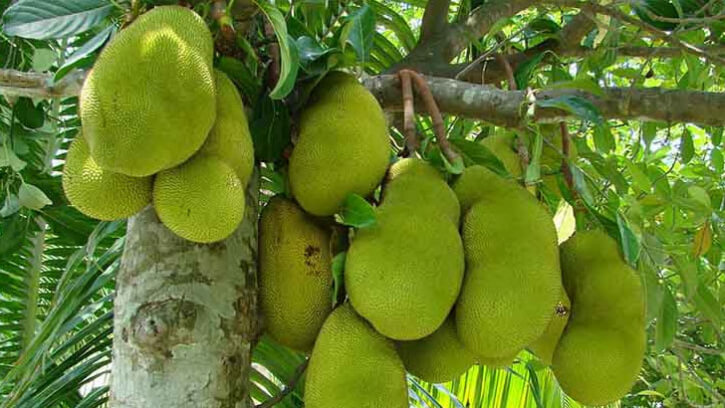 মসজিদের কাঁঠাল নিয়ে দুই গ্রুপের সংঘর্ষে নিহত ৩