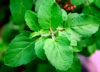 চুল পাকা কমাতে তুলসী পাতার ব্যবহার