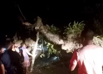 চলন্ত বাসের ওপর গাছের ডাল ভেঙে পড়ে, ছাদে থাকা ২ যাত্রী নিহত