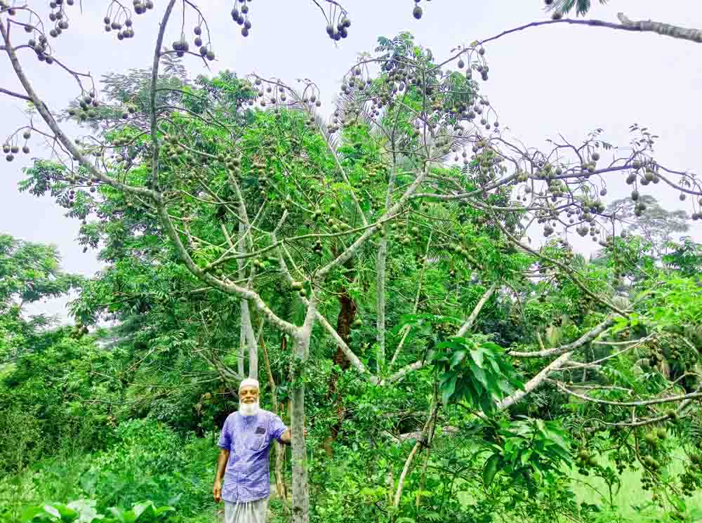 রাজাপুরের আমড়া ঢাকাসহ যাচ্ছে দেশের বিভিন্ন জেলায়