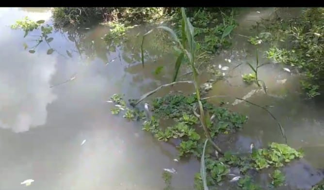 রাজাপুরে পুকুরে বিষ দিয়ে দেশীয় প্রজাতির মাছ নিধন, দেড় লাখ টাকা ক্ষতি
