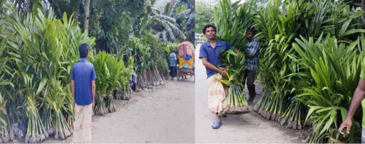ঝালকাঠিতে গাছের চারা বিক্রির ধুম বনজের চেয়ে ফলদ চারার চাহিদা বেশি