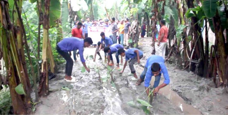 রাস্তায় কচু গাছ লাগিয়ে অভিনব প্রতিবাদ  রাজাপুরে কর্দমাক্ত কাচা রাস্তা পাকা করণের দাবীতে শিক্ষার্থীদের মানববন্ধন