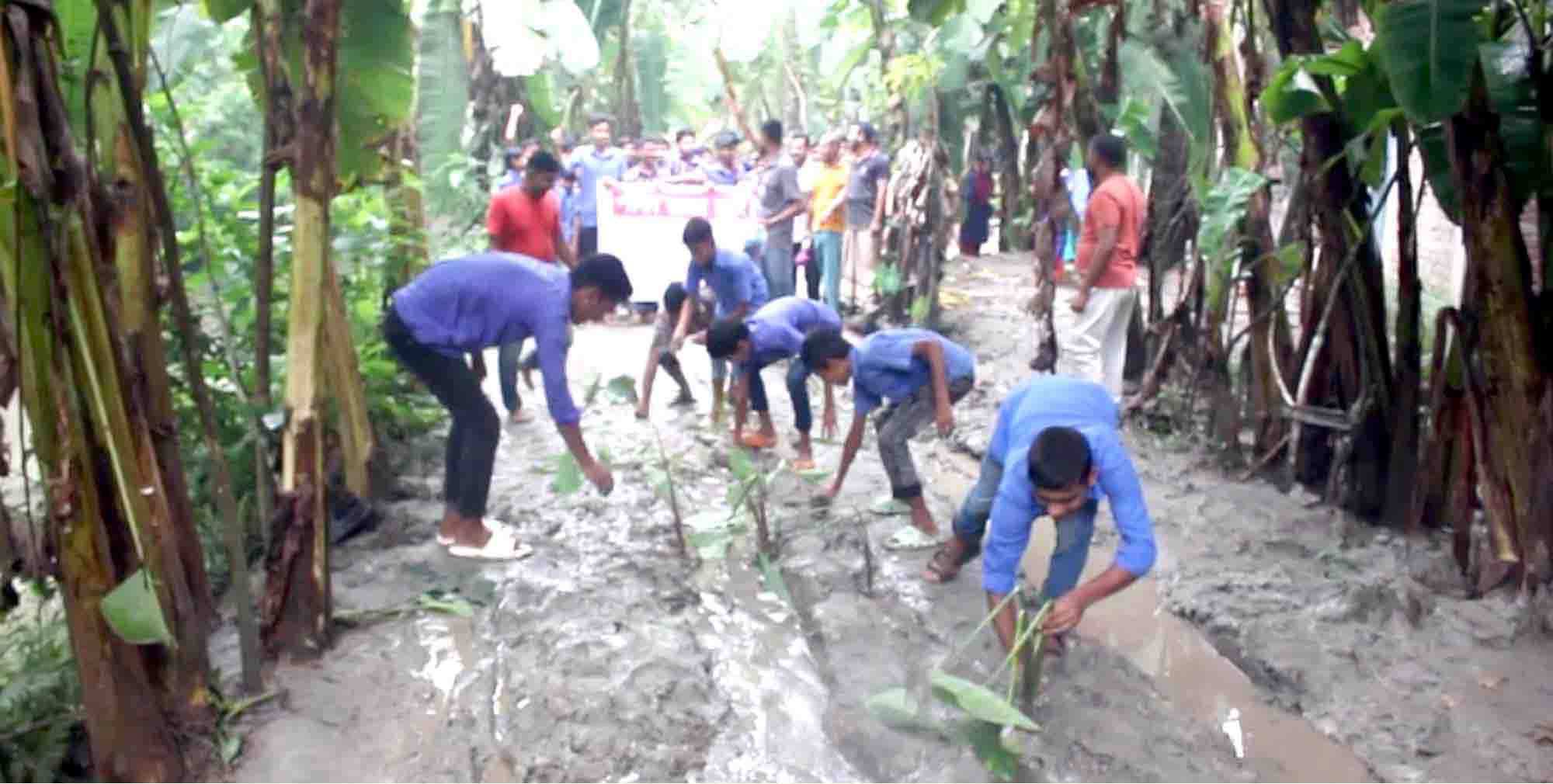 রাস্তায় কচু গাছ লাগিয়ে অভিনব প্রতিবাদ  রাজাপুরে কর্দমাক্ত কাচা রাস্তা পাকা করণের দাবীতে শিক্ষার্থীদের মানববন্ধন