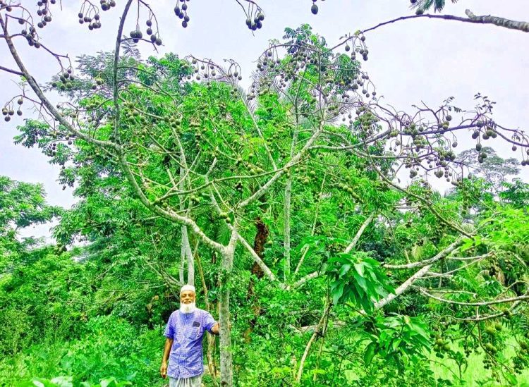 ঝালকাঠিতে ৮০ হাজার টাকার আমড়া বৃষ্টিতে ঝড়ে পড়ায় চাষির স্বপ্ন ভেঙ্গে চুরমার