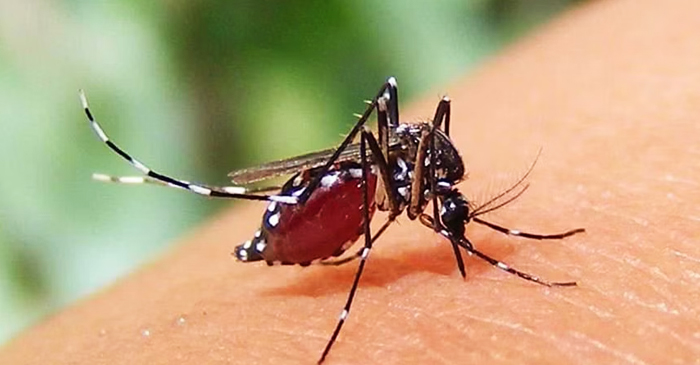 বরিশালে ৩৩১ জনের ডেঙ্গু শনাক্ত