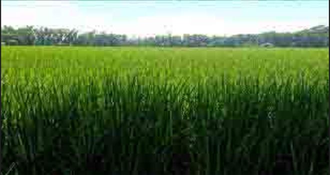 ঝালকাঠিতে ঘূর্ণিঝড় হামুন আঘাত না হানায়স্বস্তি ফিরেছে কৃষকের ঘরে