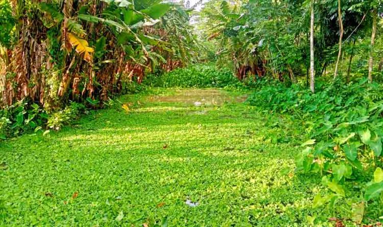 পানি প্রবাহ বন্ধে নদীতে কচুরিপানা জন্ম জমির ফসল উৎপাদন ব্যাহত