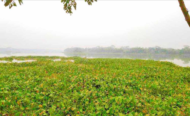 ঝালকাঠিতে অতিথি পাখির কলতানে পর্যটন সম্ভাবনার হাতছানি দিচ্ছে কুমারখালি মরা নদী