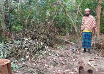 কাঠালিয়ায় আদালতের নিষেধাজ্ঞা অমান্য করে লক্ষ লক্ষ টাকার গাছ কেটে নেয়ার অভিযোগ