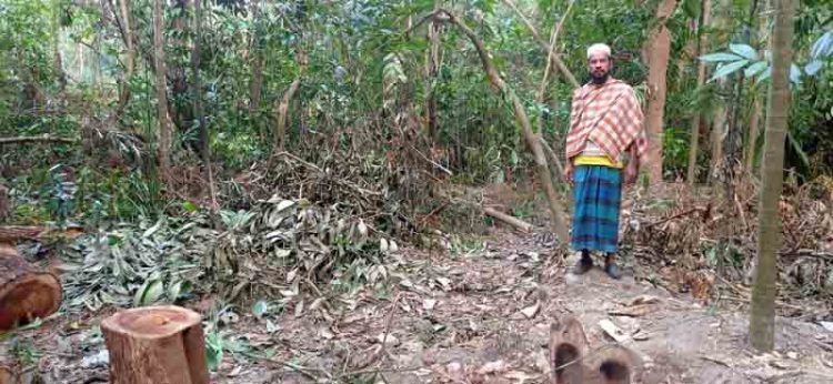 কাঠালিয়ায় আদালতের নিষেধাজ্ঞা অমান্য করে লক্ষ লক্ষ টাকার গাছ কেটে নেয়ার অভিযোগ