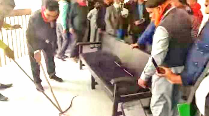 দোষ না করেও ঝালকাঠির আদালতে সাজা পেল সাপ