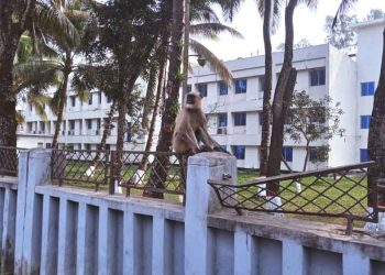 ঝালকাঠিতে নিঃসঙ্গ হনুমান ঘুরে বেড়াচ্ছে