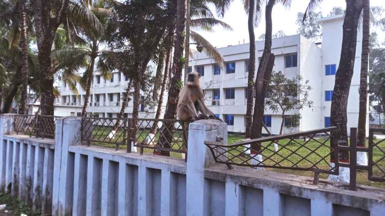 ঝালকাঠিতে নিঃসঙ্গ হনুমান ঘুরে বেড়াচ্ছে
