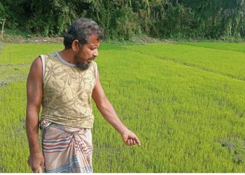 ঝালকাঠি জেলাজুড়ে তীব্র শীতের প্রভাবে কৃষকদের বোরো বীজতলা ক্ষতিগ্রস্থ