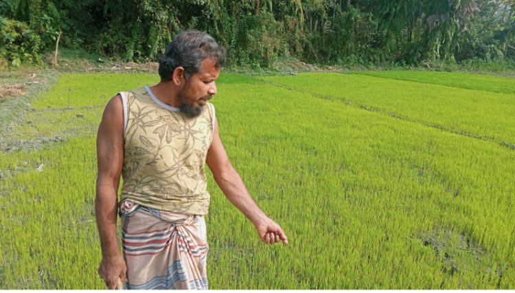 ঝালকাঠি জেলাজুড়ে তীব্র শীতের প্রভাবে কৃষকদের বোরো বীজতলা ক্ষতিগ্রস্থ
