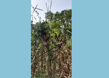 কালের বিবর্তনে প্রায় বিলুপ্তীর পথে ছৈলাগাছ