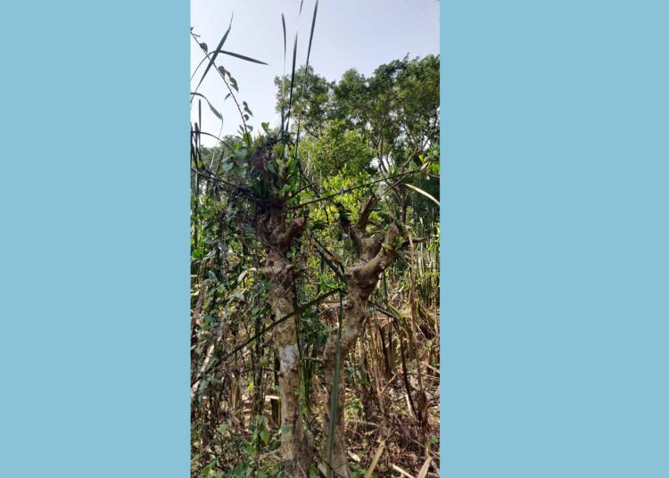 কালের বিবর্তনে প্রায় বিলুপ্তীর পথে ছৈলাগাছ
