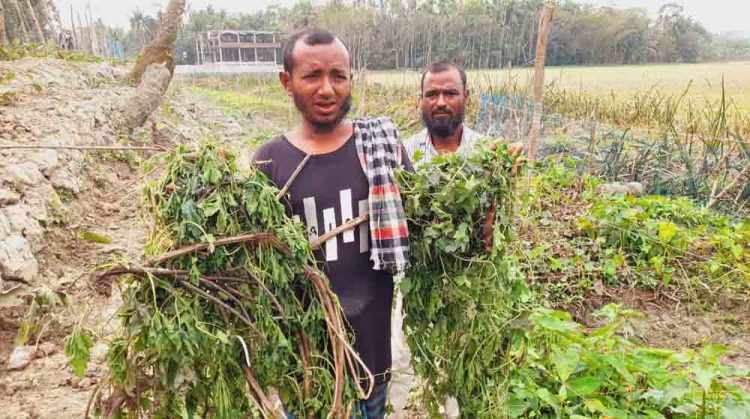 ঝালকাঠিতে ৬০ শতাংশ জমির ১১শ’ সবজি গাছ উপড়ে ও ছিড়ে ফেলেছে দুবৃত্তরা